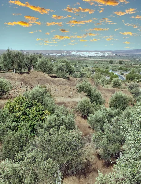 アンダルシア州のアルメリア県にあるオリーブの木 — ストック写真