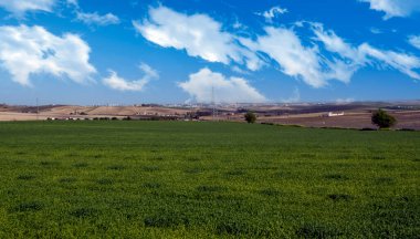 Güneşli bir günde İspanya 'nın güneyinde Jerez de la Frontera' nın tarlaları.