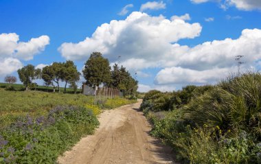 Güneşli bir günde İspanya 'nın güneyinde Jerez de la Frontera' nın tarlaları.