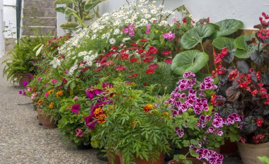 İspanya 'nın güneyindeki Cadiz' de Conil de La Frontera Caddesi 'nde saksılar var..