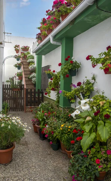 Улица Conil Frontera Кадисе Юге Испании Цветочными Горшками — стоковое фото