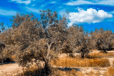 Bir bahar günü Endülüs meydanında zeytin ağaçları