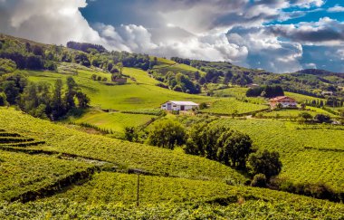Güneşli bir günde Zumaia, San Sebastian, İspanya 'daki üzüm bağları.