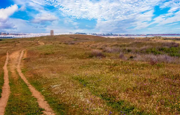 Meadows Conil Frontera Het Zuiden Van Spanje Lente Kunt Bloemen — Stockfoto