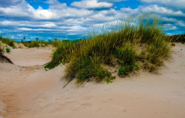 Baharda İspanya 'nın güneyinde Conil de La Frontera' nın çayırları. Çiçekleri ve kum tepeciklerini görebilirsin.