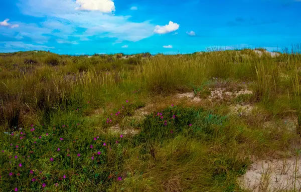 春にスペイン南部のConil Fronteraのメドウズ 砂丘の花や砂が見えます — ストック写真