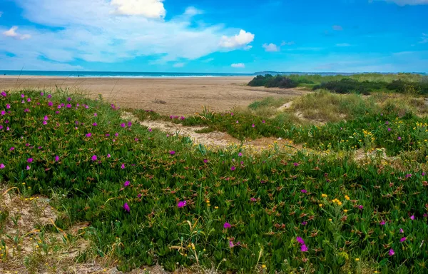 Meadows Conil Frontera Півдні Іспанії Навесні Можете Бачити Квіти Пісок — стокове фото