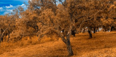 İspanya 'nın güneyindeki Sierra Aracena Ormanı güneşli bir günde