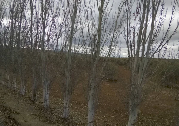Sušené Stromy Bez Listí Zimním Dni Jihu Španělska Zamračeném Dni — Stock fotografie