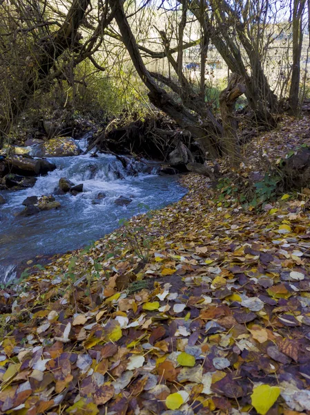 River Surrounded Leaves Monachil Granada Province Autumn — Stock Photo, Image