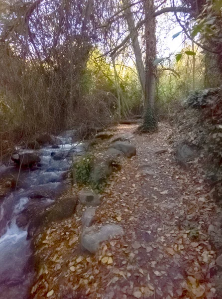 格拉纳达省Monachil被树叶环绕的河流 — 图库照片