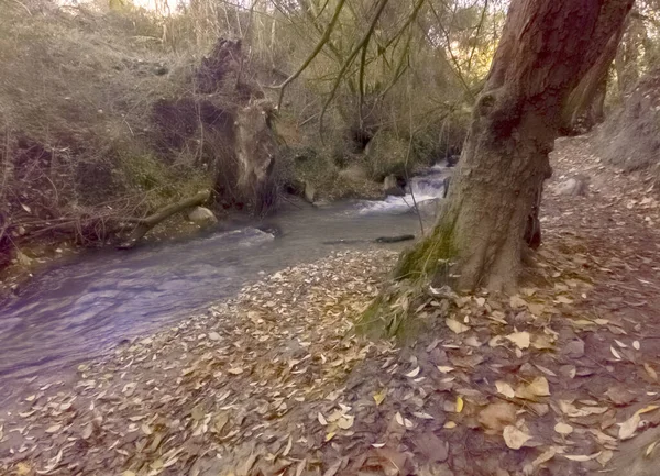 秋にはグラナダ県モナチルの葉に囲まれた川 — ストック写真