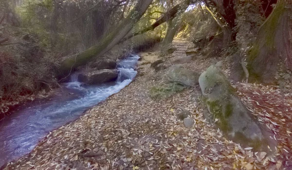 Sonbaharda Granada Monachil Yapraklarla Çevrili Bir Nehir — Stok fotoğraf