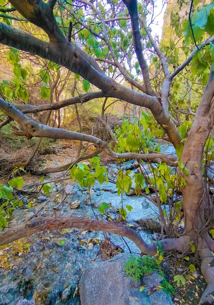 River Surrounded Leaves Monachil Granada Province Autumn — Stock Photo, Image