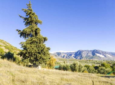 Granada ormanındaki ağaçlar güneşli bir günde