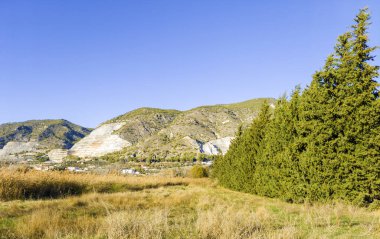 Granada ormanındaki ağaçlar güneşli bir günde