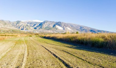 Granada ormanındaki ağaçlar güneşli bir günde