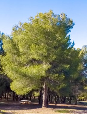 Granada ormanındaki ağaçlar güneşli bir günde