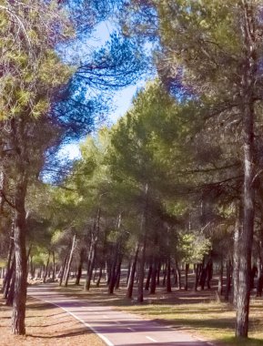 Granada ormanındaki ağaçlar güneşli bir günde