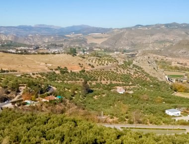 Granada 'da güneşli bir günde zeytin ağaçları