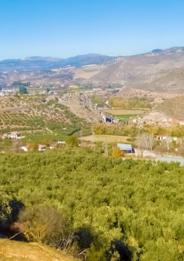 Granada 'da güneşli bir günde zeytin ağaçları
