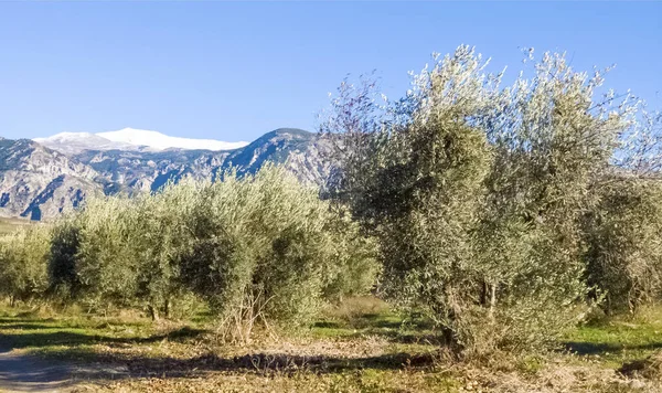 Olive Trees Granada Province Sunny Day — Stock Photo, Image