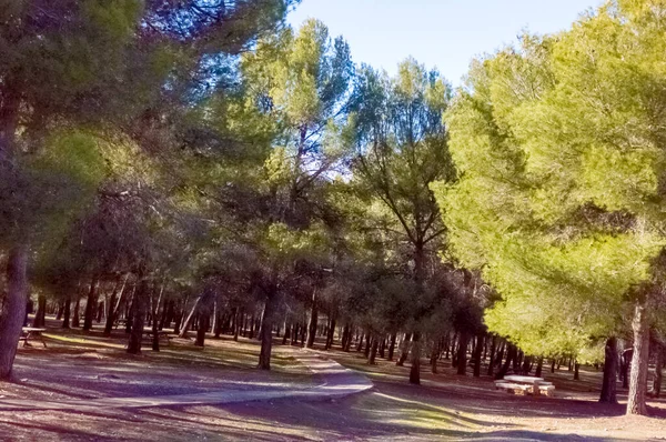 Bomen Het Bos Van Granada Een Zonnige Dag — Stockfoto