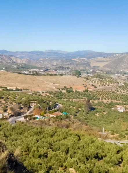 Olive Trees Granada Province Sunny Day — Fotografia de Stock