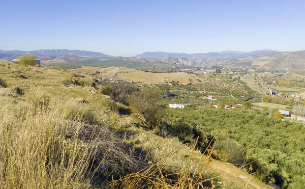 Olivovníky Provincii Granada Slunečného Dne — Stock fotografie