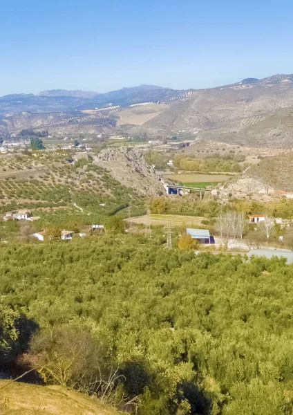 Olive Trees Granada Province Sunny Day — стоковое фото