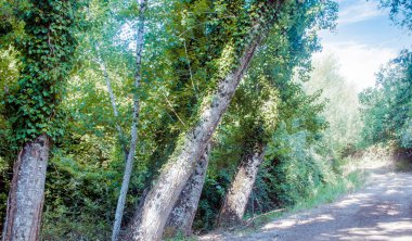İspanya 'nın güneyindeki Sierra Aracena Ormanı güneşli bir günde