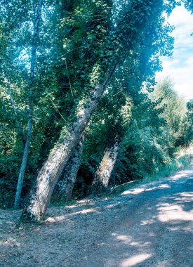 İspanya 'nın güneyindeki Sierra Aracena Ormanı güneşli bir günde