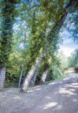 İspanya 'nın güneyindeki Sierra Aracena Ormanı güneşli bir günde
