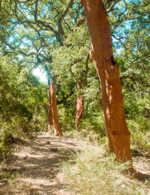 Cork oaks Sierra of Aracena in the south of Spain in a sunny day clipart
