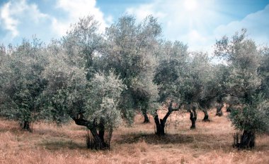 İspanya 'nın güneyindeki Sierra de Aracena dağlarında zeytin ağaçları