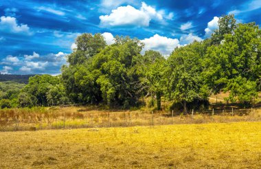 İspanya 'nın güneyindeki Sierra Aracena Ormanı güneşli bir günde