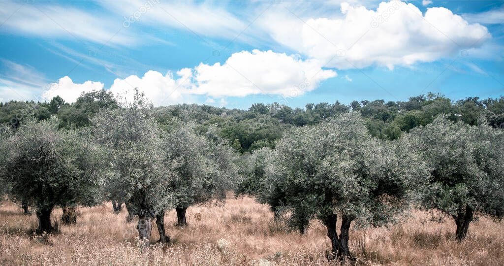Olive trees in the mountains of Sierra de Aracena in the south of Spain