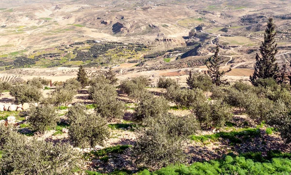 Monte Nebo Jordania Día Soleado Monte Nebo Pico 817 Metros — Foto de Stock