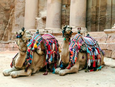 Antik Petra şehrinde güneşli bir günde develer