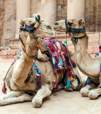 Antik Petra şehrinde güneşli bir günde develer