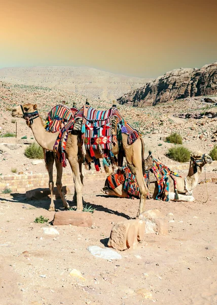 Верблюды Древнем Городе Петра Солнечный День — стоковое фото