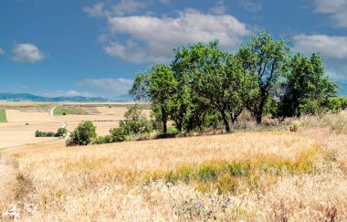 İspanyol il Soria güneşli bir ormanda