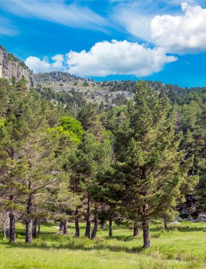 İspanya 'nın Soria eyaletindeki orman bulutlu bir günde