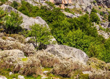 İspanya 'nın Soria eyaletindeki orman bulutlu bir günde