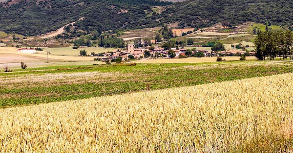 Velden Geteeld Spaanse Provincie Soria Een Bewolkte Dag — Stockfoto