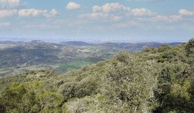 Cadiz ilinin doğal rezervuarındaki ağaçlar