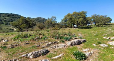 Cadiz ilinin doğal rezervuarındaki ağaçlar