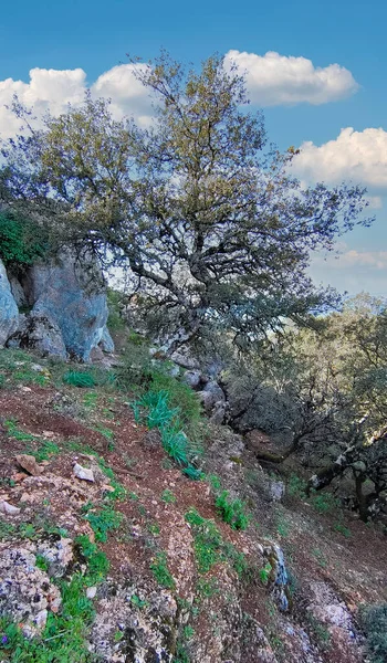 Δέντρα Στο Δάσος Της Φυσικής Δεξαμενής Της Επαρχίας Cadiz — Φωτογραφία Αρχείου