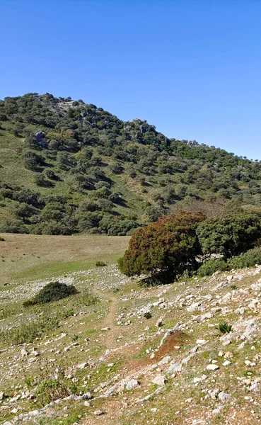 Δέντρα Στο Δάσος Της Φυσικής Δεξαμενής Της Επαρχίας Cadiz — Φωτογραφία Αρχείου