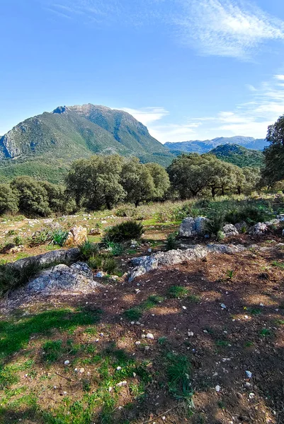 Stromy Lese Přírodní Nádrže Provincie Cádiz — Stock fotografie